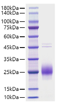 Recombinant Human Chorionic Gonadotropin/CGA Protein was determined by SDS-PAGE under reducing conditions with Coomassie Blue.