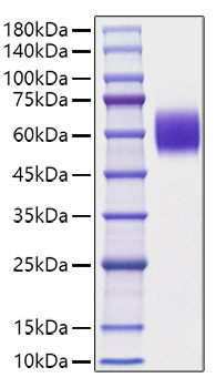 Recombinant Mouse Apolipoprotein H/ApoH Protein was determined by SDS-PAGE under reducing conditions with Coomassie Blue.