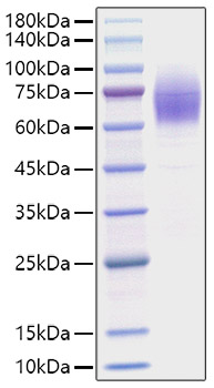 Recombinant Mouse Thrombopoietin/THPO Protein was determined by SDS-PAGE under reducing conditions with Coomassie Blue.