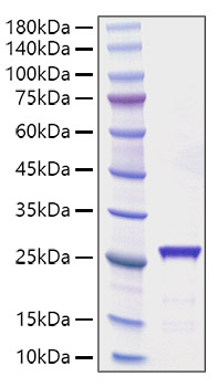 Recombinant Rat CNTF Protein was determined by SDS-PAGE under reducing conditions with Coomassie Blue.