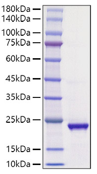 Recombinant Human IHH Protein was determined by SDS-PAGE under reducing conditions with Coomassie Blue.