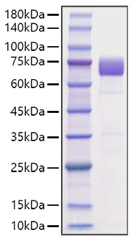Recombinant Mouse B7-H3/CD276 Protein was determined by SDS-PAGE under reducing conditions with Coomassie Blue.
