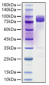 Recombinant Rat DAF/CD55 Protein was determined by SDS-PAGE under reducing conditions with Coomassie Blue.