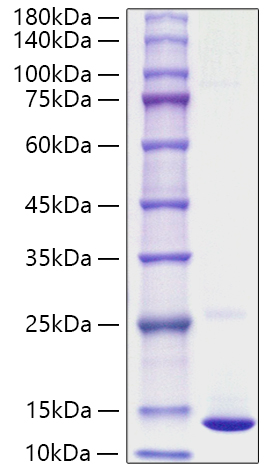 Recombinant Human S100-A10 Protein was determined by SDS-PAGE under reducing conditions with Coomassie Blue.