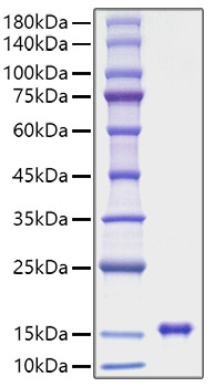 Recombinant Rat Leptin/LEP Protein was determined by SDS-PAGE under reducing conditions with Coomassie Blue.