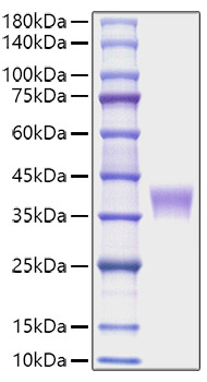 Recombinant Mouse LILRB4/ILT-3/CD85k Protein was determined by SDS-PAGE under reducing conditions with Coomassie Blue.
