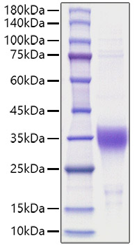 Recombinant Human Erythropoietin/EPO Protein was determined by SDS-PAGE under reducing conditions with Coomassie Blue.