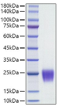 Recombinant Human Follicle Stimulating Hormone (FSH) (CGA&amp;FSHB) Protein was determined by SDS-PAGE under reducing conditions with Coomassie Blue.