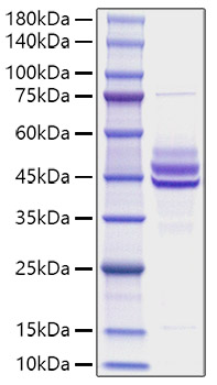 Recombinant Mouse IL-12B/IL-12 p40 Protein was determined by SDS-PAGE under reducing conditions with Coomassie Blue.