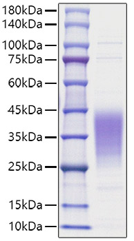 Recombinant Human Leukemia inhibitory factor/LIF Protein was determined by SDS-PAGE under reducing conditions with Coomassie Blue.