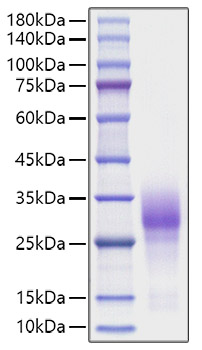 Recombinant Human TNFRSF9/4-1BB/CD137 Protein was determined by SDS-PAGE under reducing conditions with Coomassie Blue.
