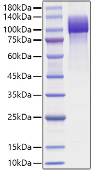 Recombinant HumanAmyloid-beta precursor protein/APP (1-687) Protein was determined by SDS-PAGE under reducing conditions with Coomassie Blue.