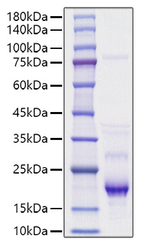 Recombinant Human IL-4 Protein was determined by SDS-PAGE under reducing conditions with Coomassie Blue.