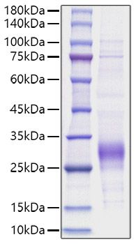 Recombinant Human IL-7 Protein was determined by SDS-PAGE under reducing conditions with Coomassie Blue.