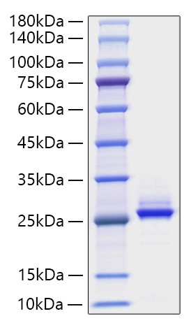 Recombinant Human FGF-9 Protein was determined by SDS-PAGE under reducing conditions with Coomassie Blue.