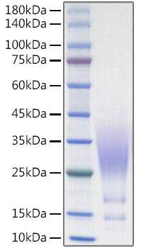Recombinant Human CX3CL1/Fractalkine Protein was determined by SDS-PAGE under reducing conditions with Coomassie Blue.
