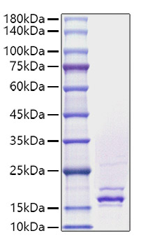 Recombinant Human FGF-4 Protein was determined by SDS-PAGE under reducing conditions with Coomassie Blue.