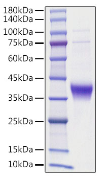 Recombinant human Ephrin-A3/EFNA3 Protein was determined by SDS-PAGE under reducing conditions with Coomassie Blue.