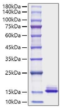 Recombinant Mouse CCL6 Protein was determined by SDS-PAGE under reducing conditions with Coomassie Blue.