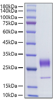Recombinant Human FGF-7/HBGF-7/KGF Protein was determined by SDS-PAGE under reducing conditions with Coomassie Blue.