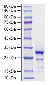 Recombinant Human HMGB2 Protein was determined by SDS-PAGE under reducing conditions with Coomassie Blue.
