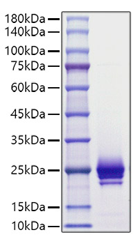 Recombinant Mouse IFNA1 Protein was determined by SDS-PAGE under reducing conditions with Coomassie Blue.