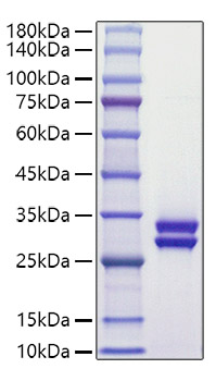 Recombinant Human Prolactin/PRL Protein was determined by SDS-PAGE under reducing conditions with Coomassie Blue.