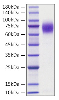 Recombinant human Trk-A/NTRK1 Protein was determined by SDS-PAGE under reducing conditions with Coomassie Blue.
