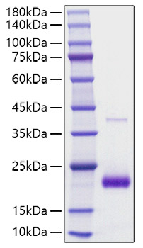 Recombinant human SECTM1 Protein was determined by SDS-PAGE under reducing conditions with Coomassie Blue.