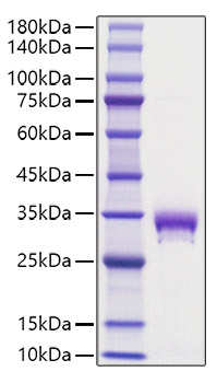 Recombinant Mouse EPO-R/Epor Protein was determined by SDS-PAGE under reducing conditions with Coomassie Blue.