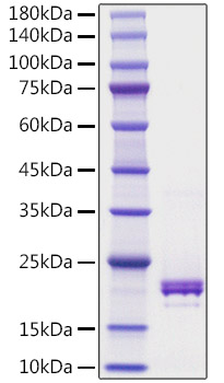 Recombinant Human TNFSF5/CD40 ligand/CD154 Protein was determined by SDS-PAGE under reducing conditions with Coomassie Blue.