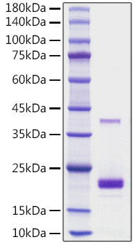 Recombinant Mouse TNFSF5/CD40 ligand/CD154 Protein was determined by SDS-PAGE under reducing conditions with Coomassie Blue.