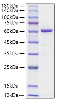 Recombinant Human HMGB1-EGFP Protein was determined by SDS-PAGE under reducing conditions with Coomassie Blue.