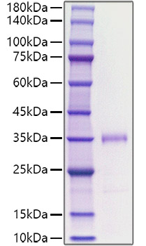 Recombinant human FGF-23 Protein was determined by SDS-PAGE under reducing conditions with Coomassie Blue.