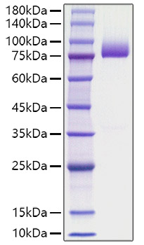 Recombinant human Prothrombin/F2 Protein was determined by SDS-PAGE under reducing conditions with Coomassie Blue.