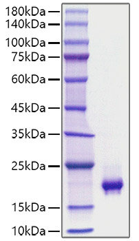 Recombinant Mouse PDGF-BB Protein was determined by SDS-PAGE under reducing conditions with Coomassie Blue.