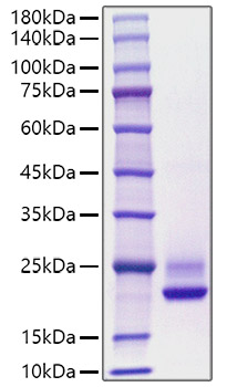 Recombinant Human Cerebral dopamine neurotrophic factor/CDNF Protein was determined by SDS-PAGE under reducing conditions with Coomassie Blue.