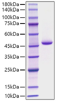 Recombinant Human Pepsin A-4/PGA4 Protein was determined by SDS-PAGE under reducing conditions with Coomassie Blue.