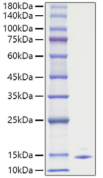 Recombinant Human CCL5/RANTES Protein was determined by SDS-PAGE under reducing conditions with Coomassie Blue.