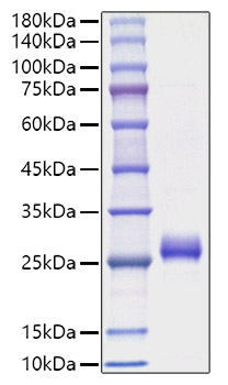 Recombinant Human Interferon omega-1/IFNW1 Protein was determined by SDS-PAGE under reducing conditions with Coomassie Blue.