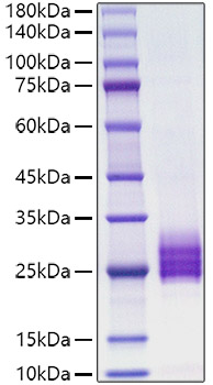 Recombinant human IL-25/IL-17E Protein was determined by SDS-PAGE under reducing conditions with Coomassie Blue.