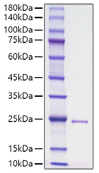 Recombinant Human HHG-3/DHH Protein was determined by SDS-PAGE under reducing conditions with Coomassie Blue.