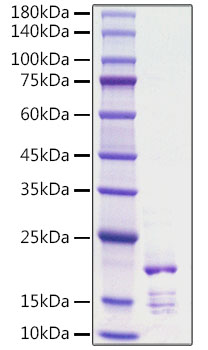 Recombinant Rat FGF-2/bFGF Protein was determined by SDS-PAGE under reducing conditions with Coomassie Blue.