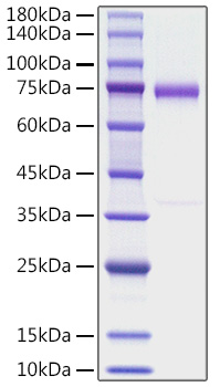 Recombinant human Olfactomedin-4/OLFM4 Protein was determined by SDS-PAGE under reducing conditions with Coomassie Blue.
