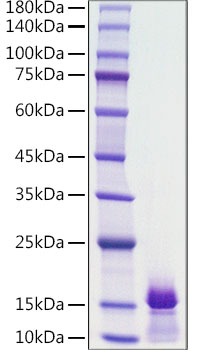 Recombinant Human PDGF-BB Protein was determined by SDS-PAGE under reducing conditions with Coomassie Blue.