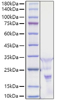 Recombinant Human PDGF-AA Protein was determined by SDS-PAGE under reducing (R) and non-reducing (NR) conditions.