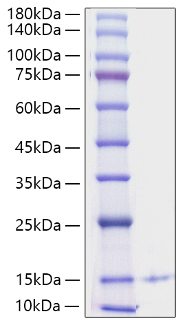 Recombinant Human CXCL4/PF-4 Protein was determined by SDS-PAGE under reducing conditions with Coomassie Blue.