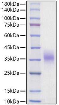 Recombinant Mouse Erythropoietin/EPO Protein was determined by SDS-PAGE under reducing conditions with Coomassie Blue.