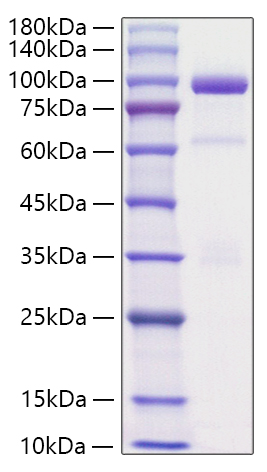 Recombinant Rat Hepatocyte growth factor/HGF Protein was determined by SDS-PAGE under reducing conditions with Coomassie Blue.