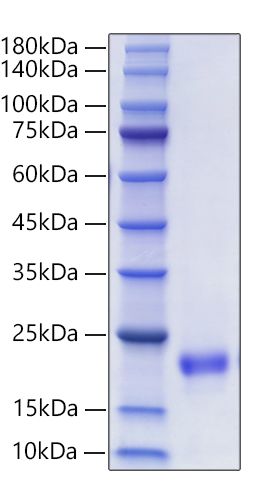 Recombinant Mouse VEGF-D/FIGF Protein was determined by SDS-PAGE under reducing conditions with Coomassie Blue.